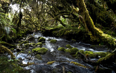 Rio en la selva