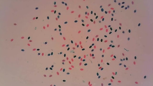 Microscope Pea Pollen Whole Mount x1200