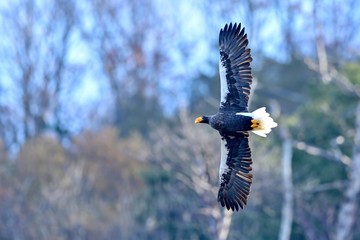 悠然と飛ぶオオワシの飛翔シーン