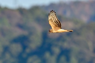 グリーンバックに飛ぶハイイロチュウヒ　メスの飛翔シーン