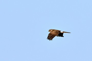 青空バックに悠然と飛ぶハイイロチュウヒ　メスの飛翔シーン
