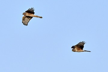 青空バックに飛ぶ２羽のハイイロチュウヒ　メス