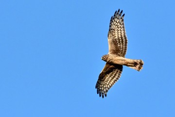 青空バックに悠然と飛ぶハイイロチュウヒ　メスの飛翔シーン