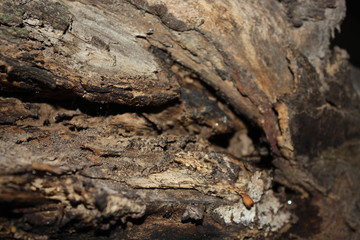 bark of a tree