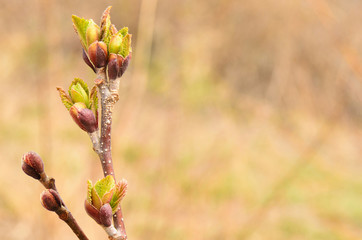 Blooming leaves from buds in spring. Young leaves of plants. Selective focus