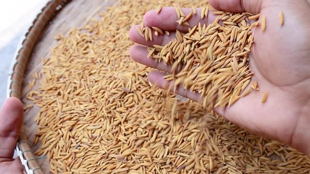 Hand carries dried rice paddy on threshing basket. Man hands pouring ripe rye grain.