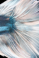 Texture of body and tail siamese fighting fish isolated on black background.