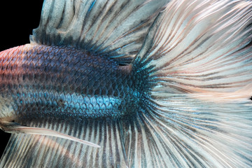 Texture of body and tail siamese fighting fish isolated on black background.