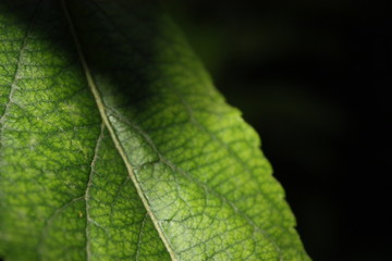 green leaf macro