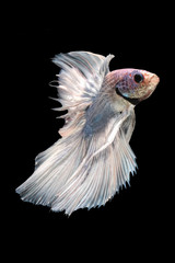 Blue body with white tail Betta Siamese fighting fish, betta splendens (Halfmoon betta, Pla-kad (biting fish) isolated on black background.