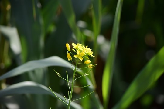 Closeup Shot Of A Wild Turnip Surrounded By Other Plants In Malta