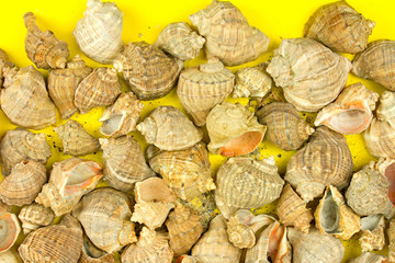 nautical theme, shells and turtle, the concept of a summer beach holiday, cruise and sea travel, sunny mood and relaxation