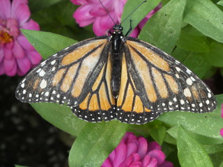 monarch butterfly on purple flower