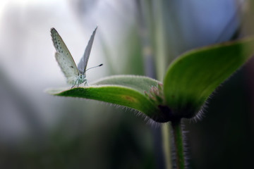 Close Up Of Bog Copper Butterfly - Amazing Macro Photo Series