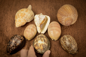 All types of sea shells