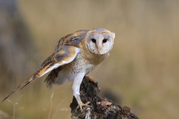 Magnificent Barn Owl perched on a stump in the forest (Tyto alba) . Western barn owl in the nature habitat.