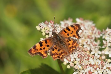 comma butterfly Polygon-ia c-album, wild beautiful butterfly sitting on the flower, insect in the nature habitat, summer in the meadow. European wildlife, Czech