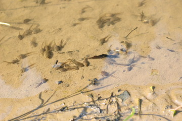 日本の水田に棲むオタマジャクシ