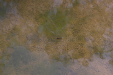 水田の水面に浮かぶアメンボ（ミズスマシ）