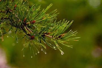 Pine branch after rain