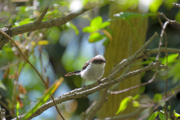 逆光に照らされて、産毛のような羽毛が輝いているエナガの雛鳥