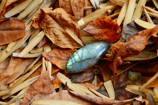 labradorite stone on leafs background