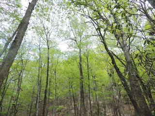 forest in the morning