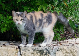 Fototapeta na wymiar cat in the garden