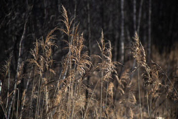 Fototapeta premium dry grass in the winter forest
