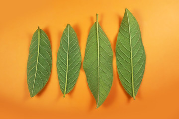 Fototapeta na wymiar Pattern guava leaves isolated on orange background