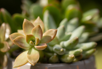 Fototapeta na wymiar Succulents growing the home garden