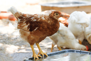 The Rhode Island Red is stand up on water pool drink in farm garden at thailand