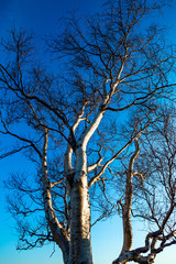 bare tree in winter