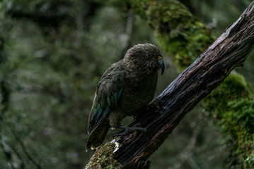 Kea bird in New Zealand forest