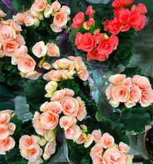 photo of home tropical plants and flowers