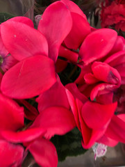 Obraz premium photo of home tropical plants and flowers