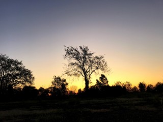 Fototapeta na wymiar silhouette of a tree at sunrise