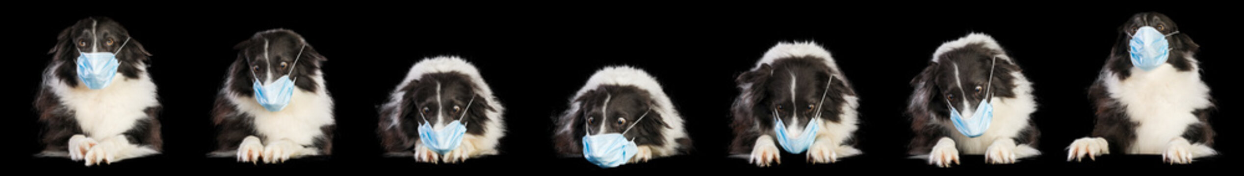 Series Of A Border Collie Dog Unhappy Wearing A Medical Mask To Protect From Virus