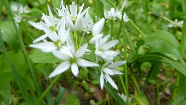 Flower of wild garlic in spring in Germany