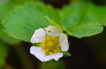 Spring time in garden