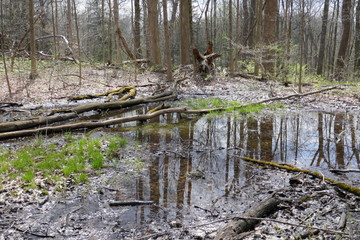 Reflections in flood water in forest setting