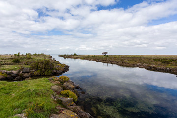 A saltmarsh at South Australia with a high diversity of marsh plants