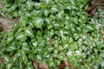 Ground cover plants with green leaves and white stripes