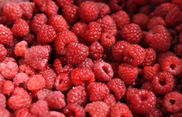 Red ripe raspberries. A lot of beautiful red berries. Close-up.