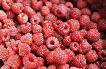 Red ripe raspberries. A lot of beautiful red berries. Close-up