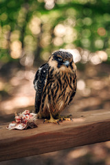 barn owl perched on a branch