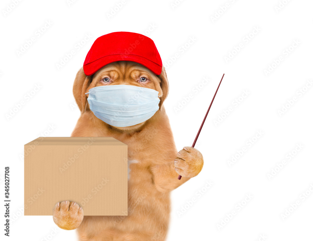 Poster puppy wearing medical protective mask and red cap holds big box and points away on empty space. isol
