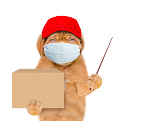 Puppy wearing medical protective mask and red cap holds big box and points away on empty space. isolated on white background