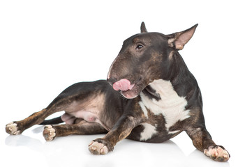 Miniature bull terrier dog is licking his lips. isolated on white background