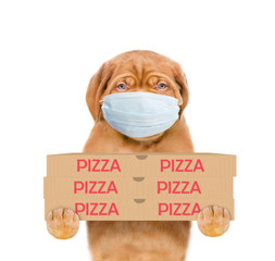 Pizza delivery dog wearing medical protective mask holds pizza boxes. isolated on white background